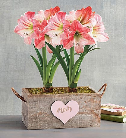 Mother's Day Apple Blossom Amaryllis Gift